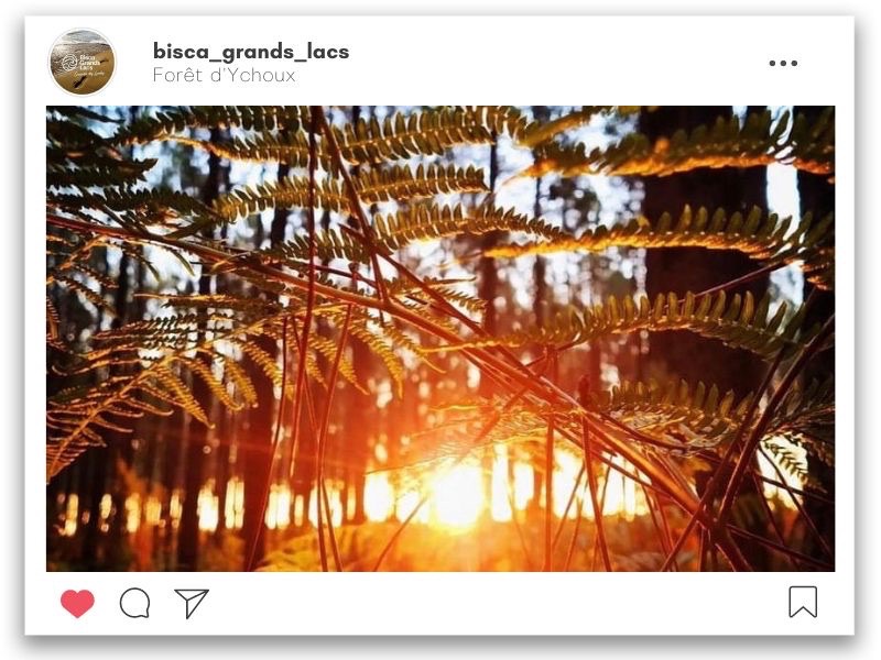 coucher de soleil dans la forêt d'Ychoux