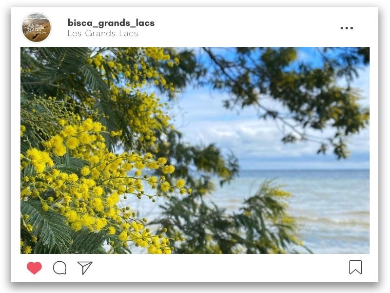 Des mimosas sur les abords du Lac de Biscarrosse