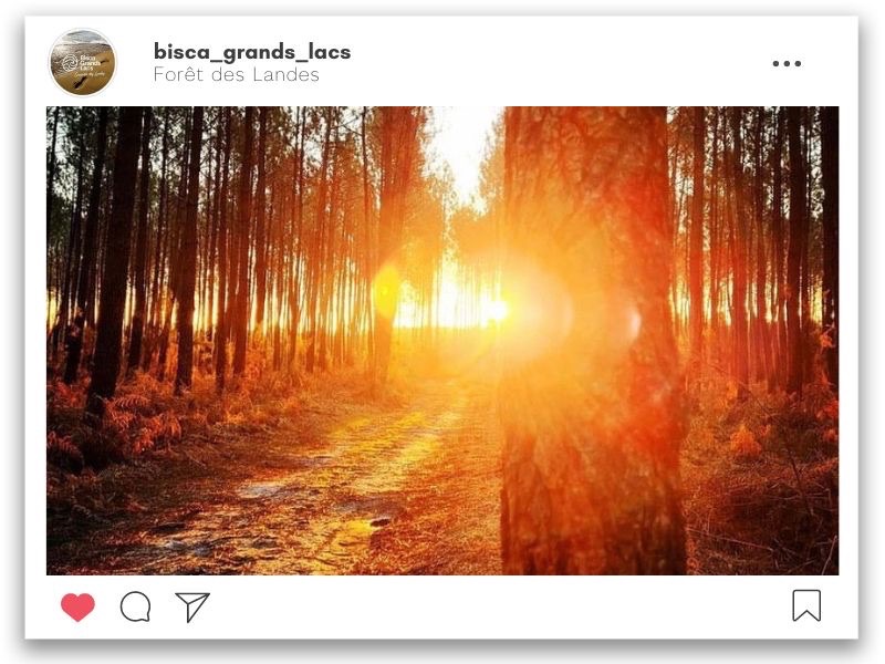 Coucher de soleil dans la forêt des Landes 