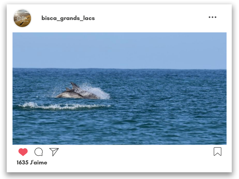 Alerte : bancs de dauphins à Biscarrosse-Plage