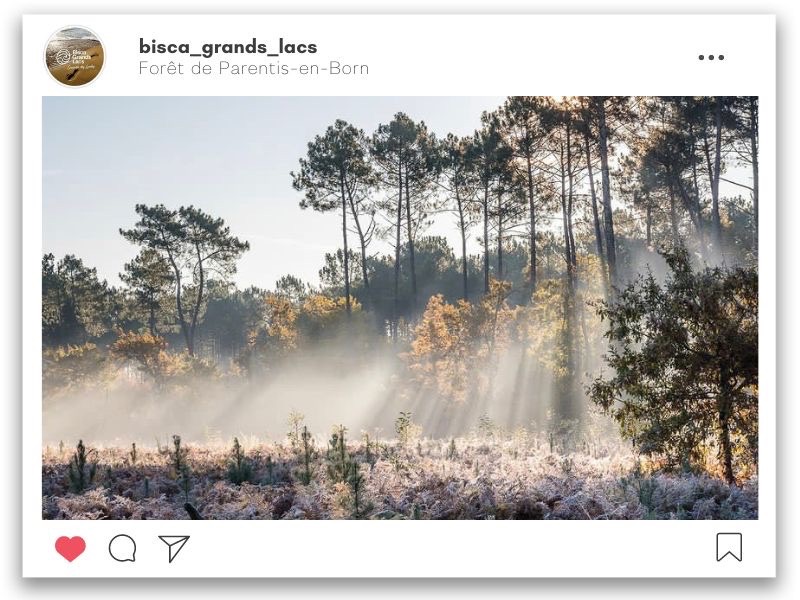 La forêt de Parentis-en-Born sous la brume hivernale