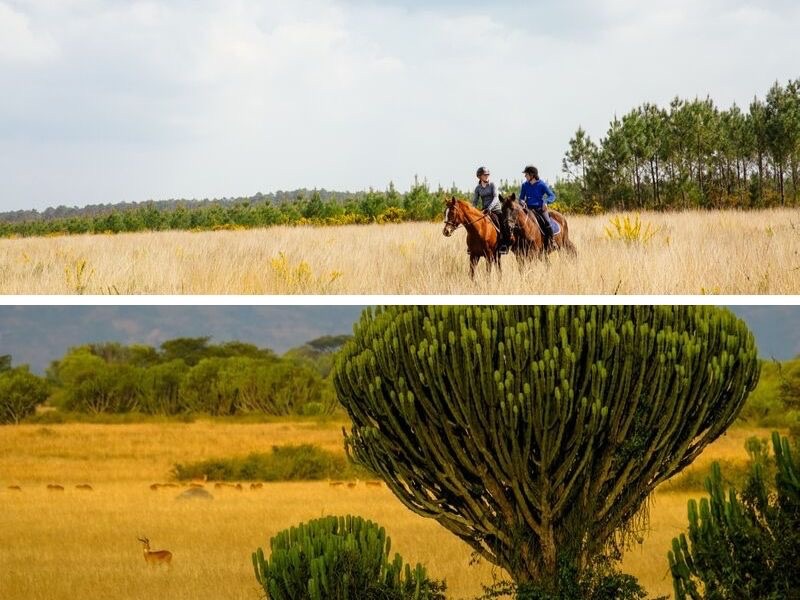 Bisca Grands Lacs et la savane africaine