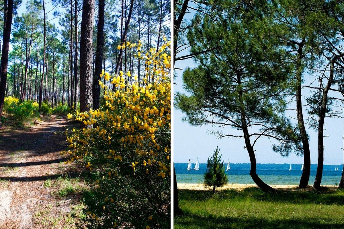 Lac et foret à Biscarrosse