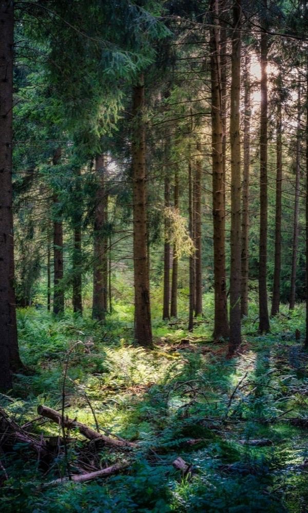 Forêt Allemagne