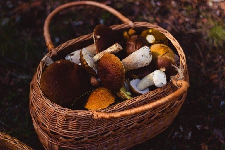 Un panier de champignons