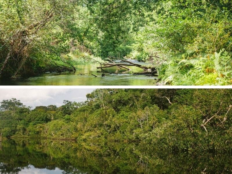 Sainte-Eulalie en Born et l'Amazonie