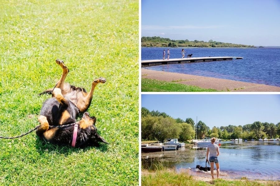 promenade chien bisca