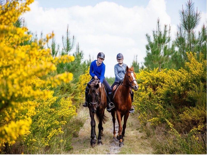 chevaux foret