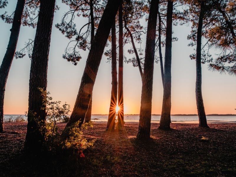 Coucher de soleil dans la forêt des Landes