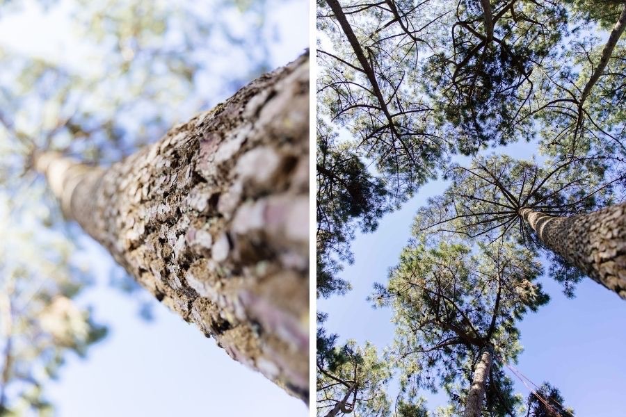 foret parc biscaventure