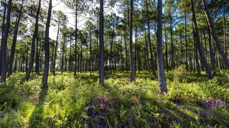 Forêt des Landes Forêt des Landes