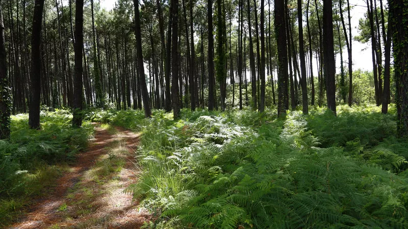 La forêt des Landes de Gascogne La forêt des Landes de Gascogne