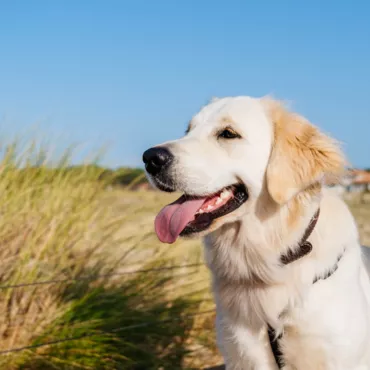 Destination "dog-friendly"