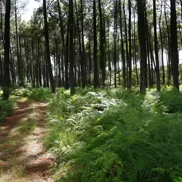 La forêt des Landes de Gascogne