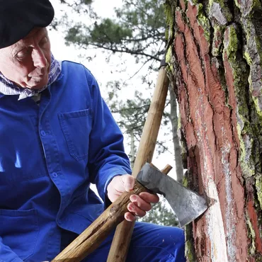 Les résiniers & le gemmage dans la forêt des Landes 