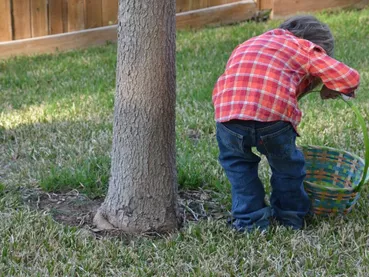 tree-nature-grass-plant-lawn-celebration-797908-pxhere.com