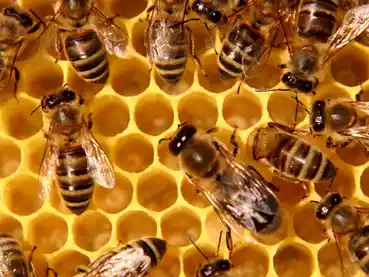 animation-abeilles-musee-traditions-biscarrosse