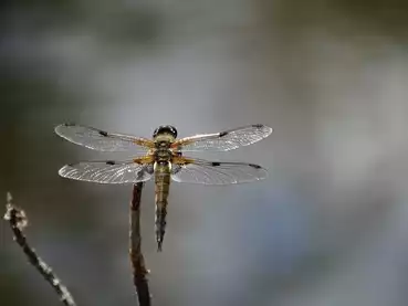 animation-nature-libellules-lagune-coton-ychoux
