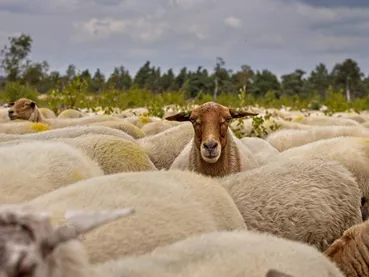 moutons