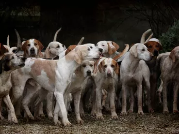 dogs-2691871_1920