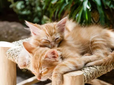 chats-chatons