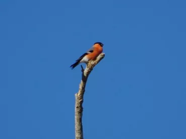 Bouvreuil pivoine mars 2026 ©C KWAS