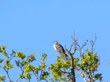 Balade nature le coucou gris