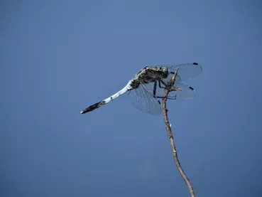 Libellule