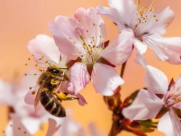 Abeille