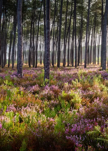 foret automne lue Yohan Espiaube