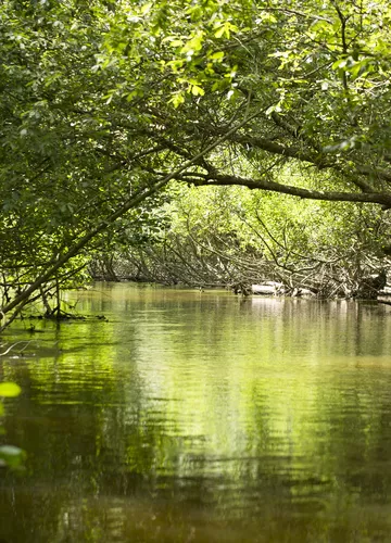 courant-huchet-landes