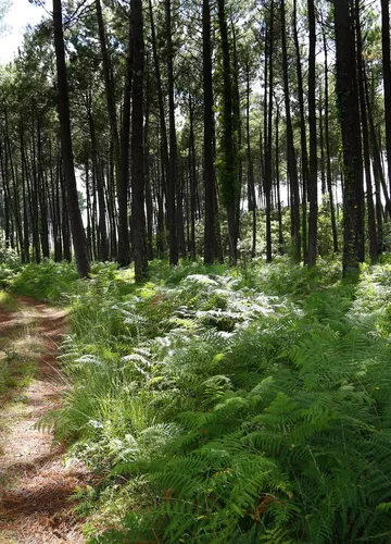 La forêt des Landes de Gascogne