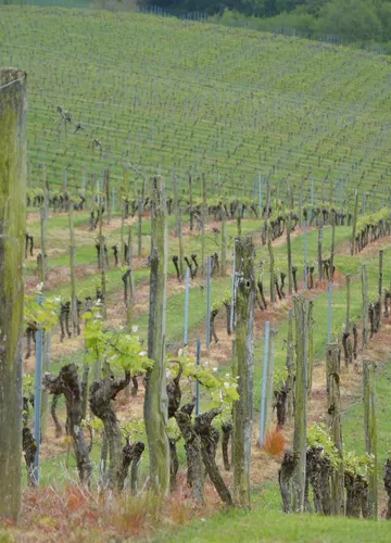 Les vignes du Tursan