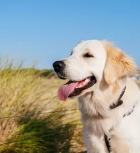 Emmener son chien en vacances à Biscarrosse et les Grands Lacs