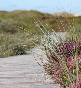 path-grass-marsh-plant-boardwalk-hiking-922349-pxhere.com
