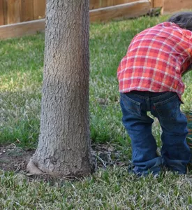 tree-nature-grass-plant-lawn-celebration-797908-pxhere.com