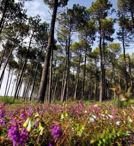 Foret