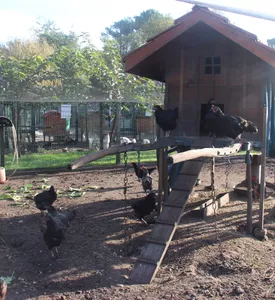 ferme-pédagogique-association-culturelle-biscarrossaise