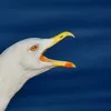 marre-marre-marre-spectacle-mediatheque-biscarrosse-mouette
