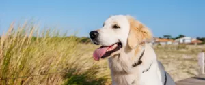 Destination "dog-friendly"