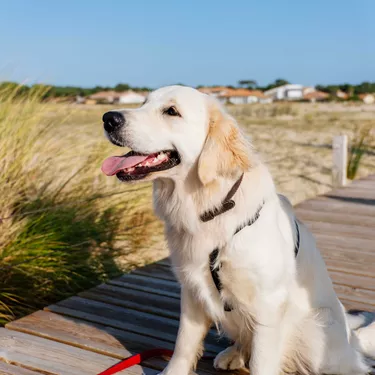 Chiens autorisés sur les plages de Biscarrosse, dans les Landes