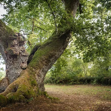 Le chêne du Cantaure de Luë, classé "arbre remarquable" dans les Landes Le chêne du Cantaure de Luë, classé "arbre remarquable" dans les Landes