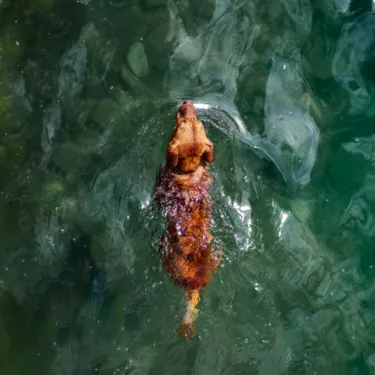 Chien dans le Lac de Parentis dans les Landes