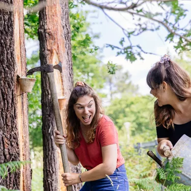 Démonstration de gemmage dans les landes Démonstration de gemmage dans les landes