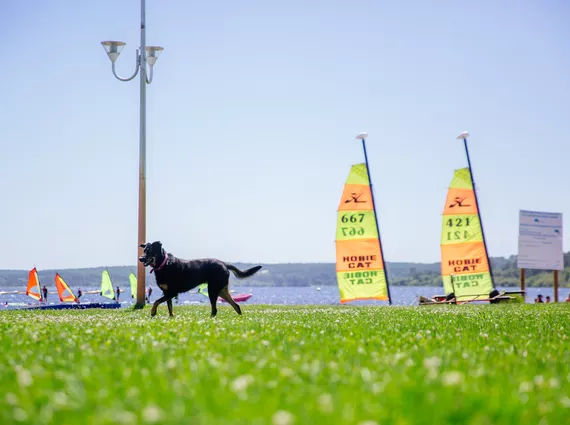 Balade au lac avec son chien