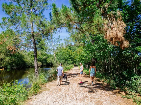 Se promener en forêt avec son chien