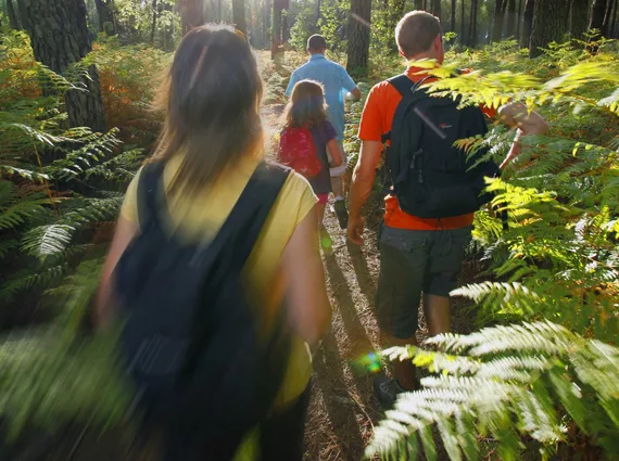 Randonnée en forêt