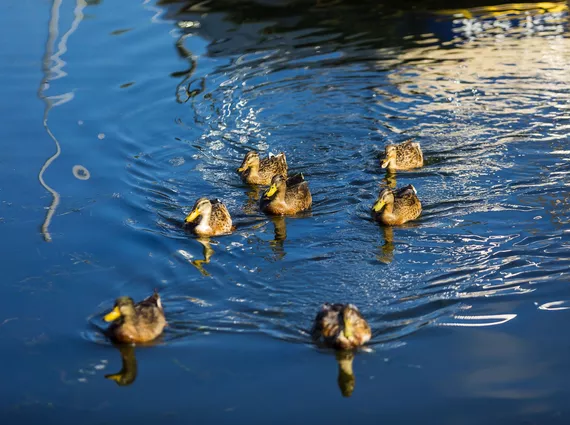 Des canards sur le lac de Sainte Eulalie en Born