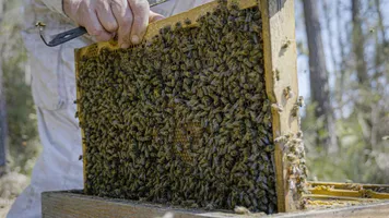 Les Ruchers du Born cadre d'abeilles Ruchers du Born