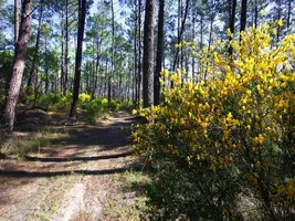 foret-bisca-pins-landes